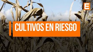Pablo Dudik sobre el problema de las palomas que arrasan cultivos