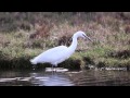 BTO Bird ID - Little Egret and Great White Egret