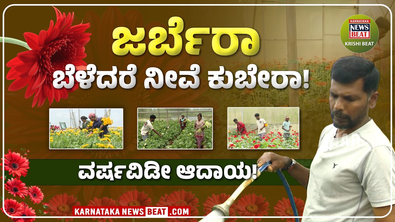 ಹೂವಿನ ಕೃಷಿಯಲ್ಲಿ ಹೊಸ ಕ್ರಾಂತಿ! | Gerbera Planting | KNB