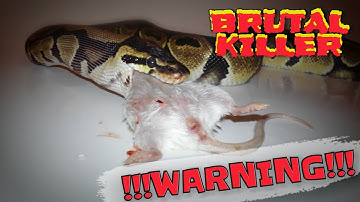 BALL PYTHON EATS A MOUSE