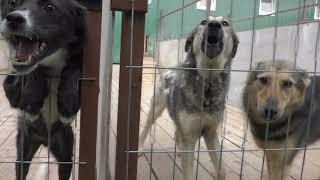 Обзор Приюта. Все вольеры, и почти все наши хвостики. Обзор Приюта. Все вольеры, и почти все наши хвостики.