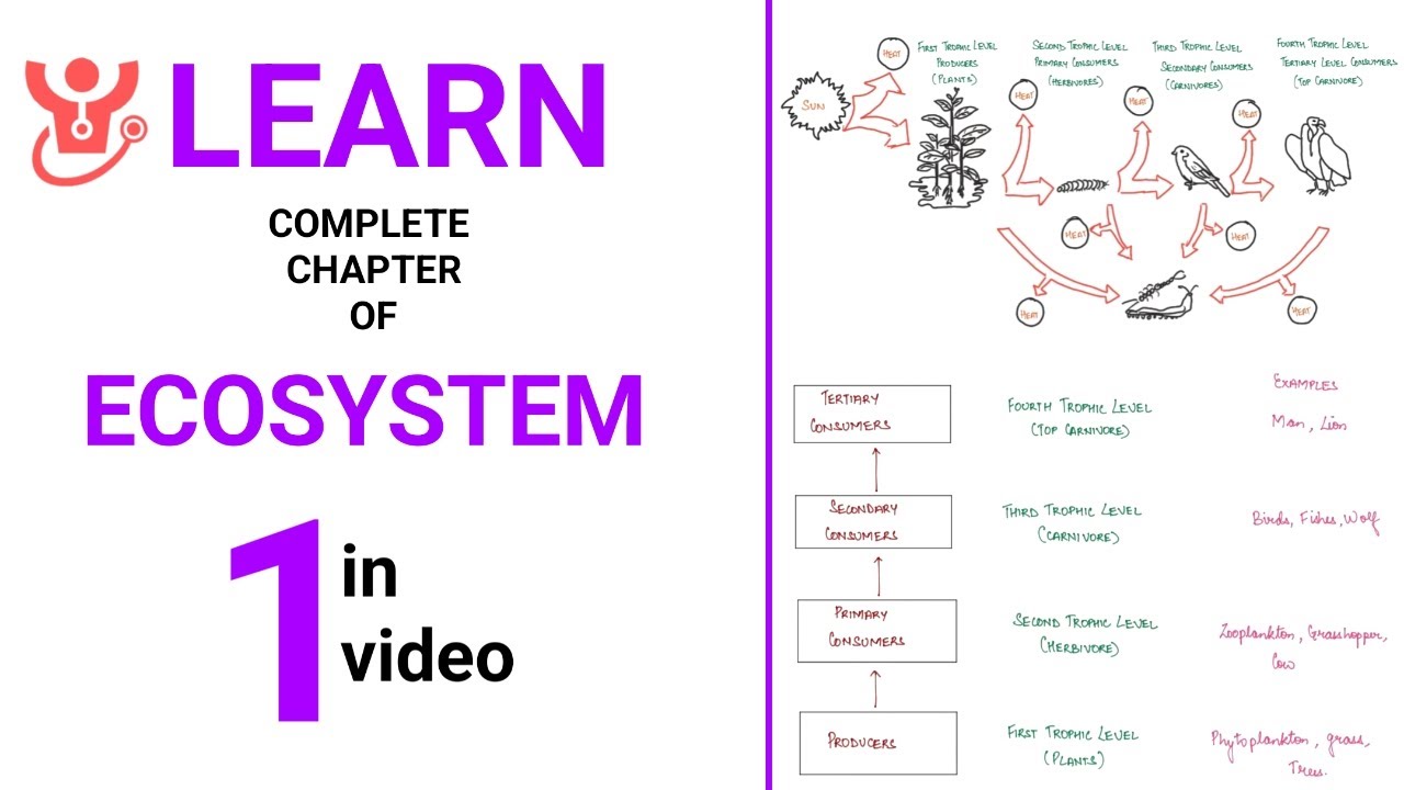 Ecosystem Explained || NEET 2025 Biology Single Shot Video || Class 12 ...