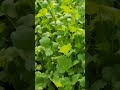 Fresh Coriander Leave