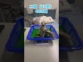 栗翅鷹親鳥銘印 #栗翅鷹 #哈里斯鷹