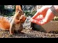 Red squirrel smiles happily while hand-feeding (Full HD)