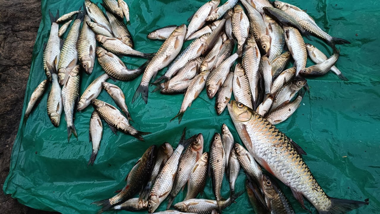 Dum dam sei dohkha u mynska fishing ha thwei tngen#fishing #☺