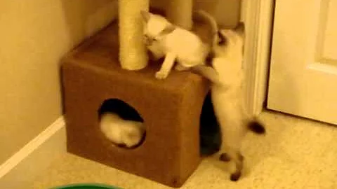 Watch the video about Jumping Attempts- ninja kitten playing funny cute video- siamese cat babies