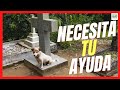 ✝️ ¿CÓMO AYUDAR A UN PERRO A SUPERAR LA MUERTE DE SU DUEÑO/A? ✝️ DEPRESIÓN POR DUELO EN PERROS