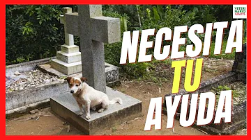 ¿Cómo ayudar a un perro que extraña a su dueño?