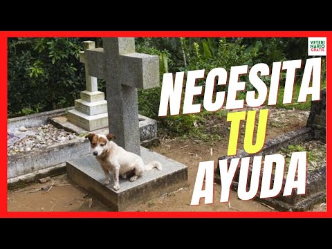 Video: Cuando el dueño de un perro muere: qué hacer con un perro en duelo