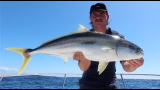 Catching BIG Squid and BIG Yellowtail kingfish Sydney