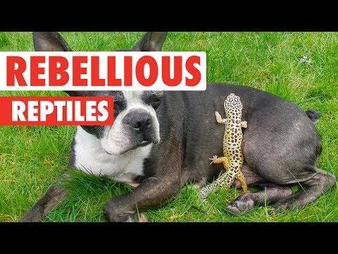 rebellious-reptiles-|-funny-reptile-video-compilation-2017