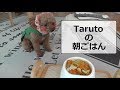 犬の手作り朝ごはん★　最後はライオンに変身!?　トイプードルのTaruto