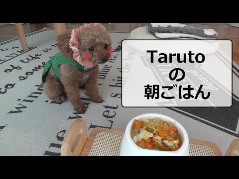 犬の手作り朝ごはん★　最後はライオンに変身!?　トイプードルのTaruto