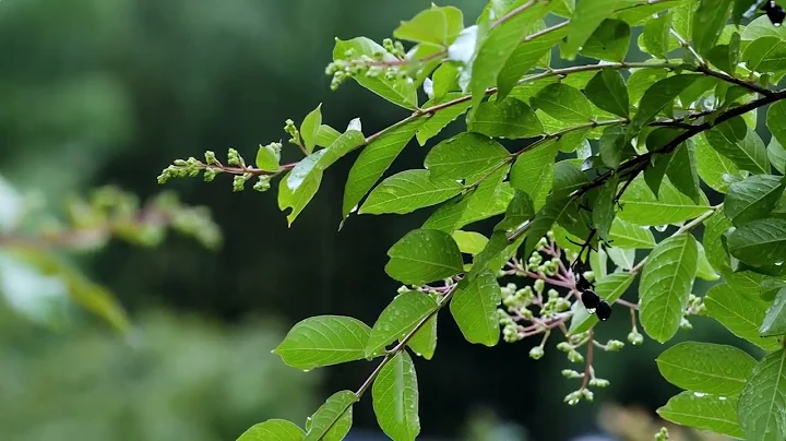 Sounds of the forest. Nightingales. Relax.