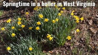 Spring in West Virginia: foraging for ramps, stocking up on firewood, and barndominium chores
