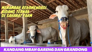 Berkunjung Ke Kandang | Setia Farm | Melihat Langsung Koleksi Sapi Istimewa