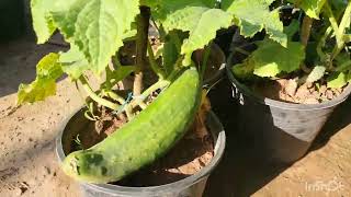 11 vegetables grow in summer pots and beds at Home