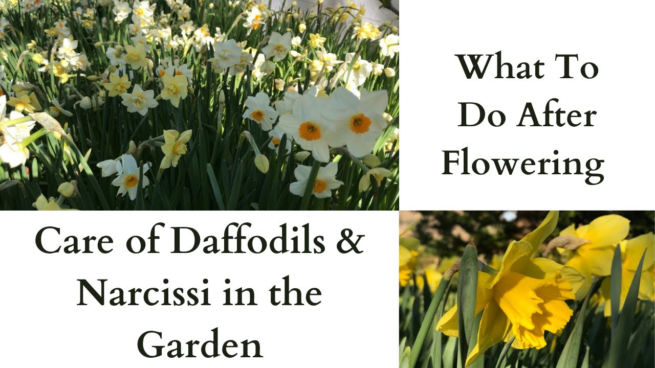Care of Daffodils and Narcissi in the Garden What To Do With Your