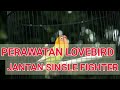 Cara Merawat Burung Lovebird Single Fighter
