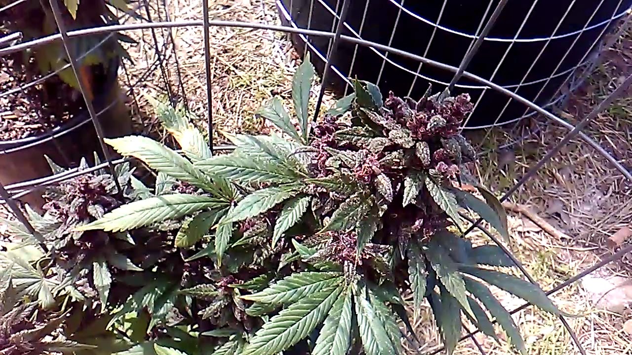 2019 Oklahoma outdoor medical marijuana