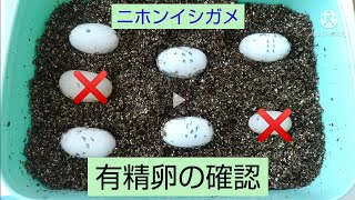 有精卵 有精卵(6個パック) | 卵（有精卵ほか） | |下郷農協オンライン