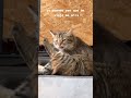 #shortsvideo   #parati  #foryou  #videos  #fypシ #graciosos  #gatos