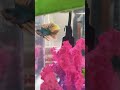 Beautiful Betta Fish #betta #pets #fish #love #short #shorts #nagini #shortsfeed