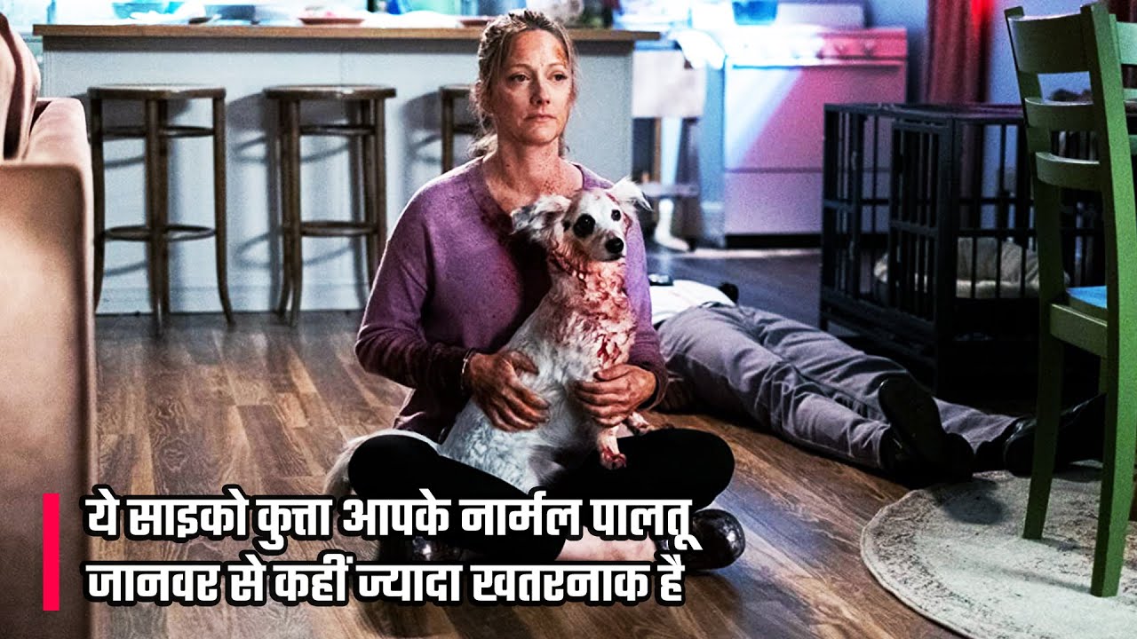 Good Boy 2020 Movie Explained In Hindi | Dangerous Dog Than Your Average Pet.