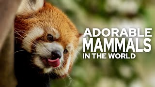 Top 10 Most Adorable Mammals In The World