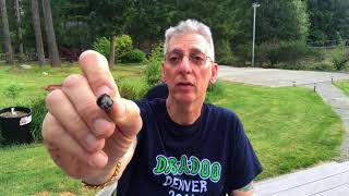 Marijuana Grease Monkey Cannabis Strain Review