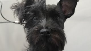 Schnauzer primer stripping ✂Corte de schnauzer cachorro✂