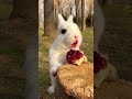 أرنب يأكل رمان Rabbit Pomegranate