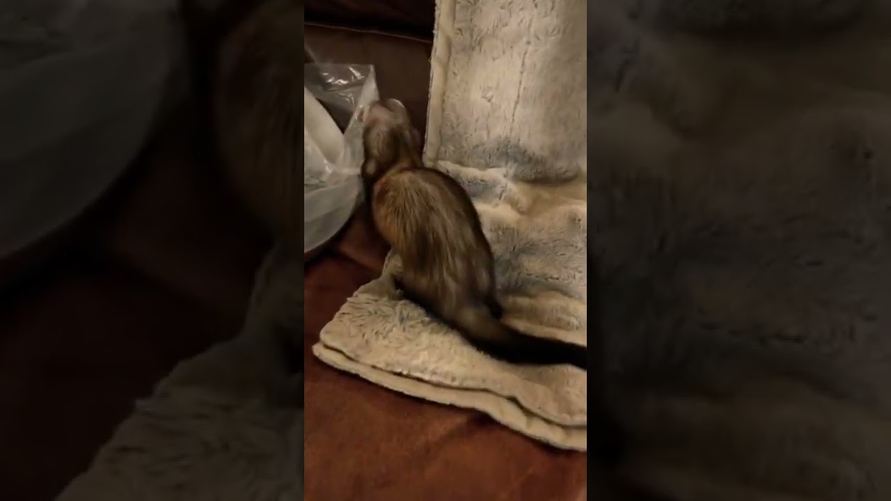 Dooking Happy Ferret Noise Checking Out Paella Pan 🥘 Sassy