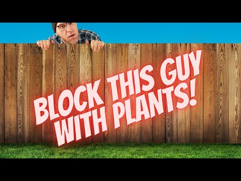 Plants For Privacy Hedge To Screen Off Neighbors! hqdefault