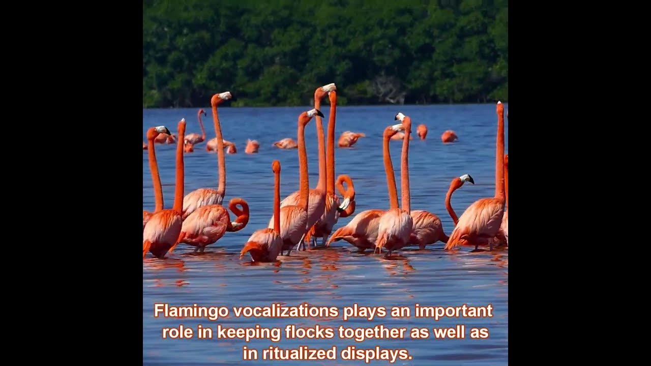 Sounds Of The Flamingo Flamingo Bird Sound Calls Flamingos sounds-of-the-flamingo-flamingo-bird-sound-calls-flamingos