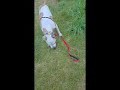 Bernie video