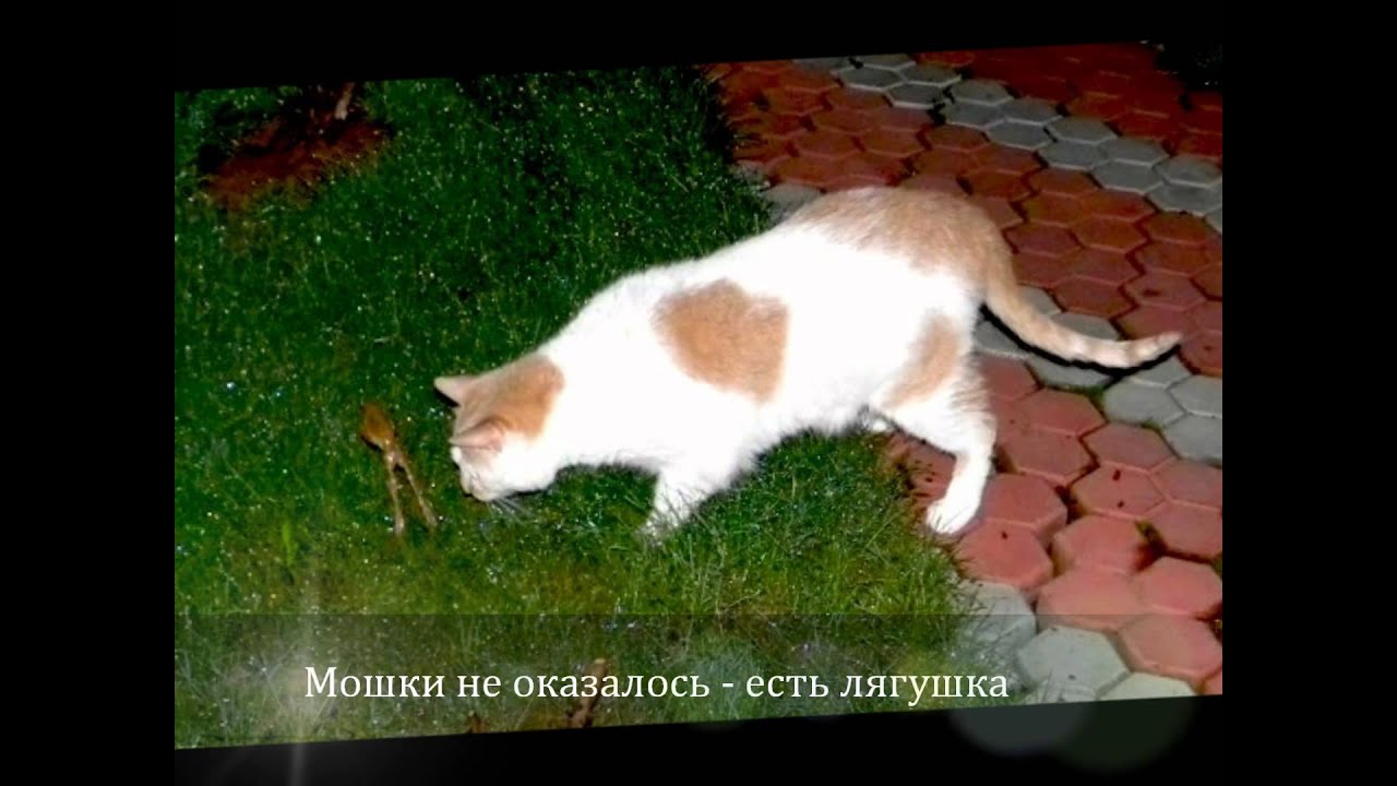 2.Кошка /песни/ Лена Воронова/ - YouTube