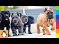 4 Cane Corso Lovers 😍 Funny and Cute Cane Corso Dogs Videos Compilation