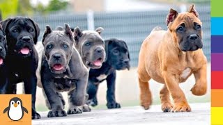 4 Cane Corso Lovers 😍 Funny and Cute Cane Corso Dogs Videos Compilation by PIGO 78,826 views 4 years ago 8 minutes, 26 seconds