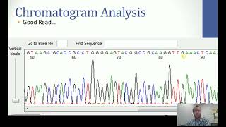 Chromatogram Analysis of 16S Gene after Sanger Sequencing
