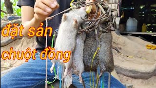 bẫy chuột đồng với món thịt chuột xào đặt sản vùng quê / Thàng vlog