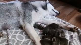 Hurrem along with her 9 #puppies resting