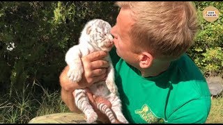Рождение белых тигров в парке Тайган. Крым | The birth of white Bengali tigers Рождение белых тигров в парке Тайган. Крым | The birth of white Bengali tigers