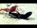Deep Sea Predation Quiz