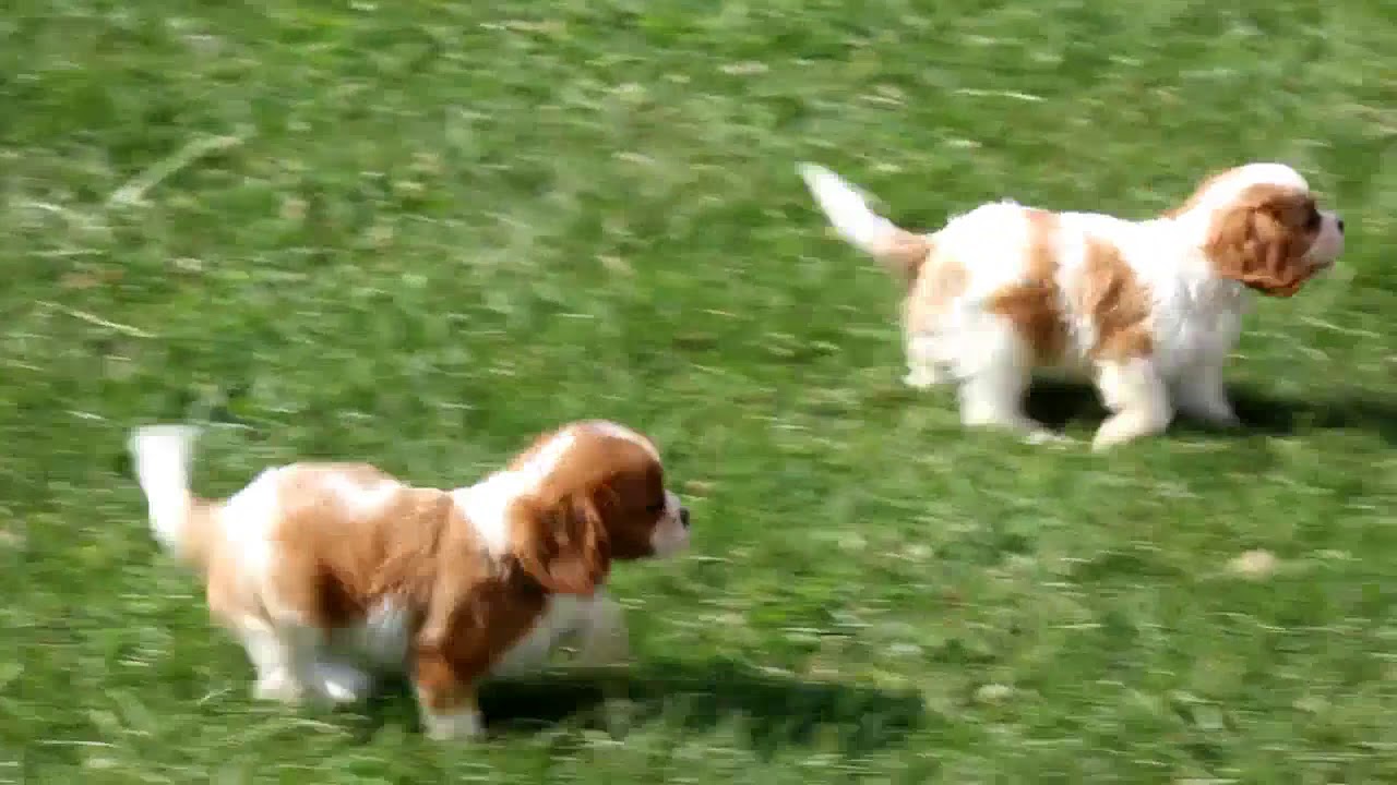 puppy cavalier king charles spaniel puppy cavalier king charles spaniel