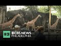 Giraffes gallop alongside hundreds of runners at Philadelphia Zoo&#39;s &quot;Run Wild for the Zoo 5K&quot;