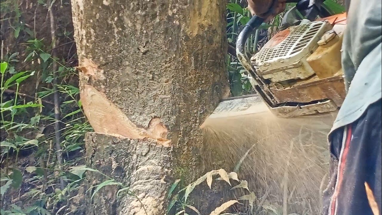 Fastest stihl machine chainsaw 2022 ©Tree Cutdown 📸💥🔥 - YouTube