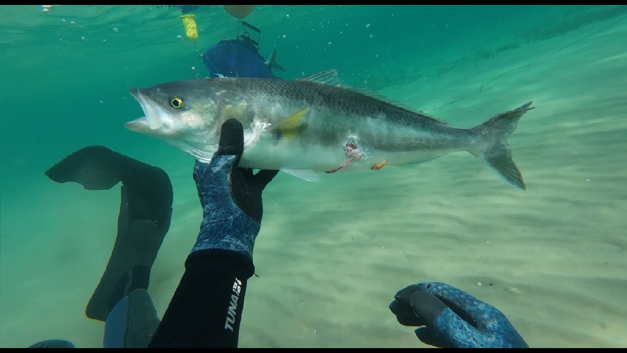Spearfishing Port Phillip Bay PB snapper and Chunky salmon!