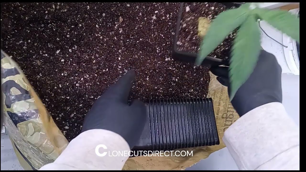 How To Transplant Clones